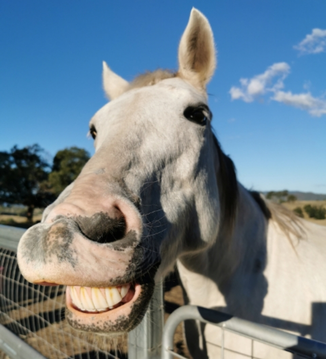 smiling horse dental care rspca queensland